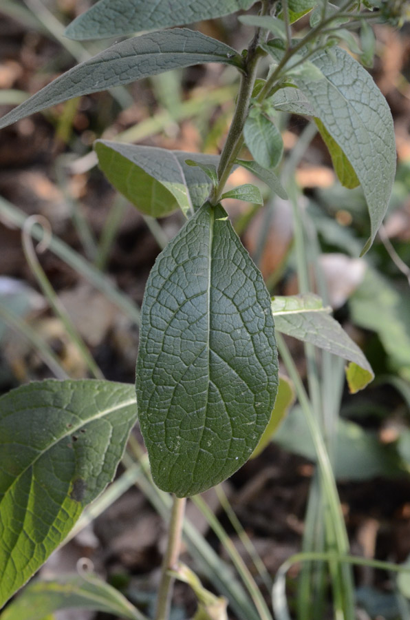 Pentanema conyzae (=Inula conyzae) / Enula baccherina